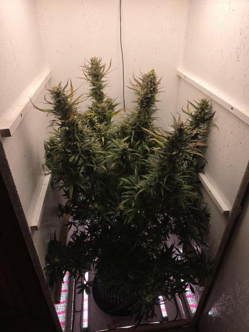 Banana Cream Cake XL Auto🍌?. Week 9 - Ende😍🍌