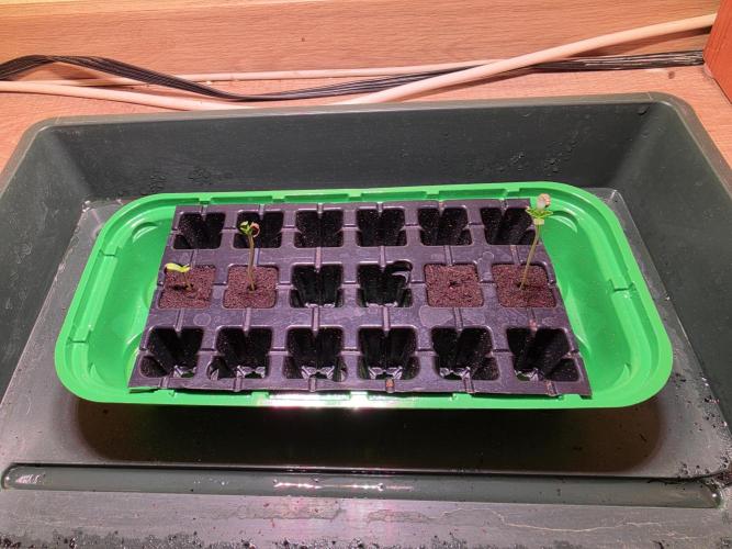 Barneys Farm - Cherry Poppers🍒🍬. Week 0 - 🍒🍬