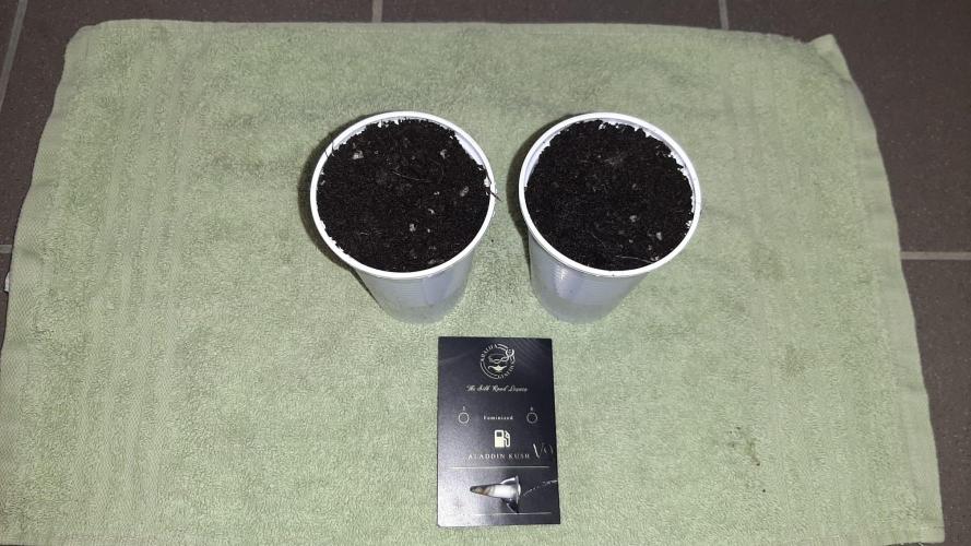 Khalifa Genetics - Aladdin Kush V2😇😍. Week 0 - New Strain😍