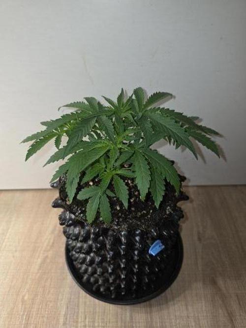 Ambient Q60+. Week 3