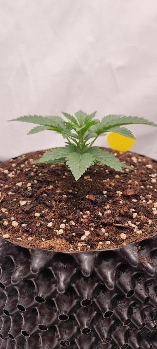 Banana Cream Cake XL Auto🍌?. Week 2 - Freitag🍌