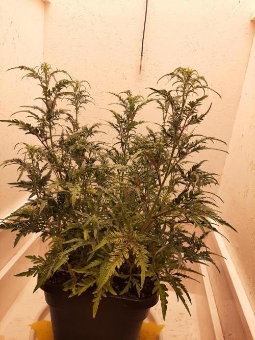 Frosty’s Auto Freak Contest. Week 6