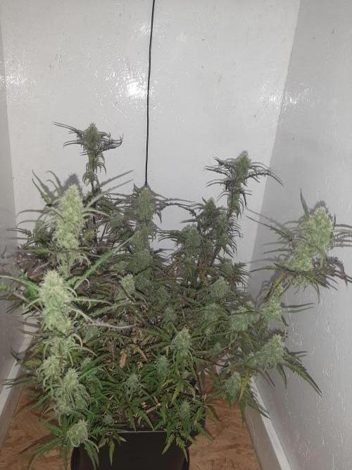 Frosty’s Auto Freak Contest. Week 9 - Sonntag🌱