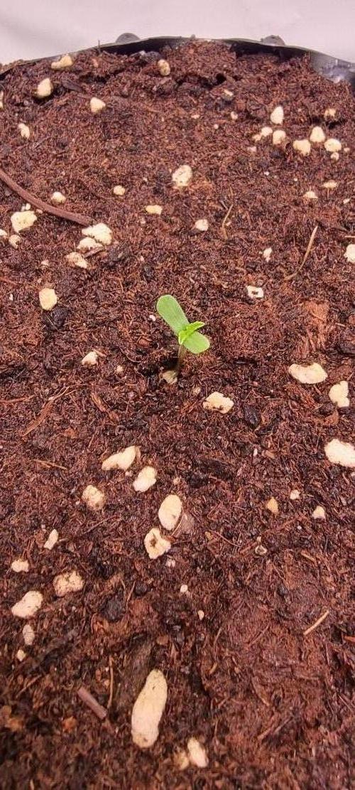 Voyager F1 Auto🍬🍭💚. Week 1 - Dienstag😍