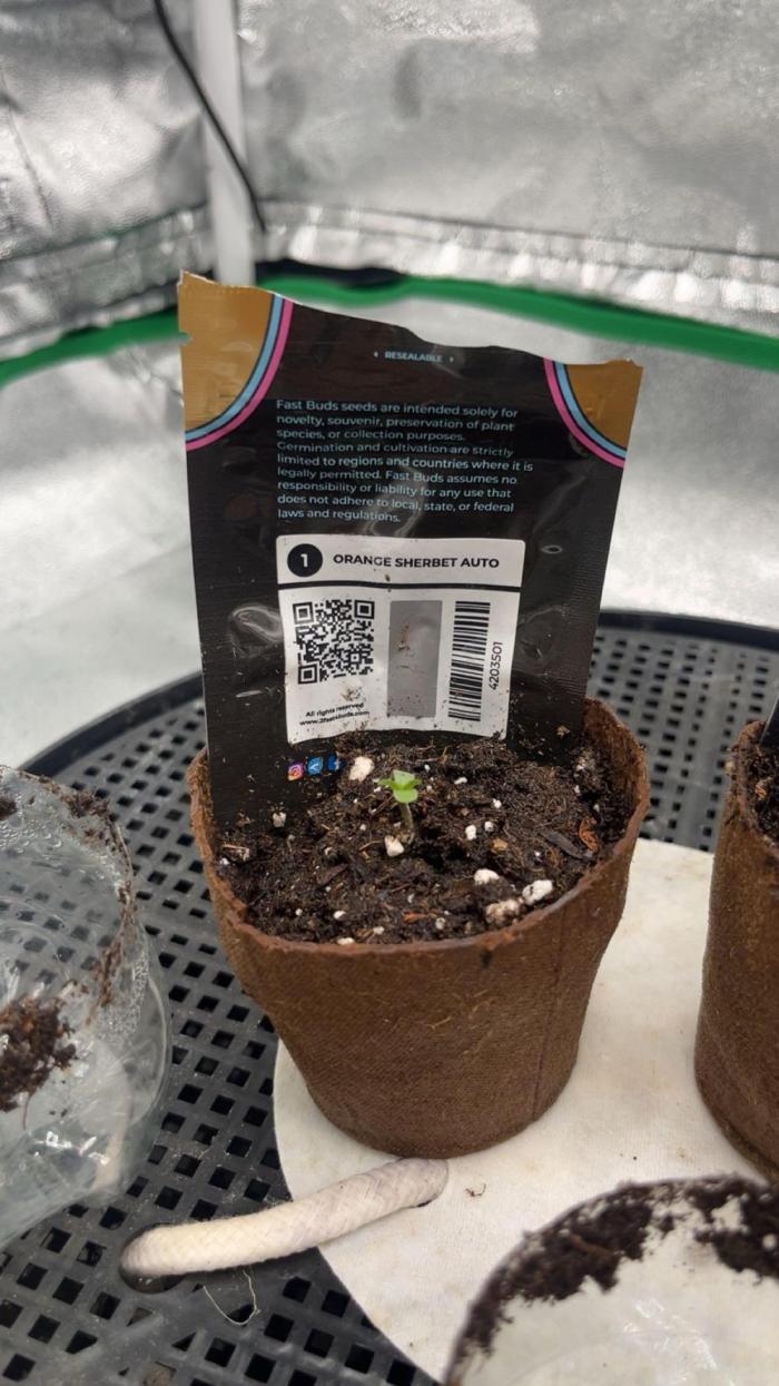 Mini Plant. Week 0 - 18 Stunden nach der Keimung