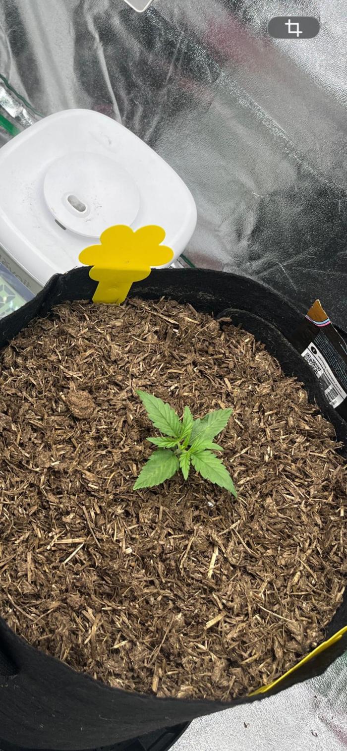 Mini Plant. Week 2 - Tag 10 