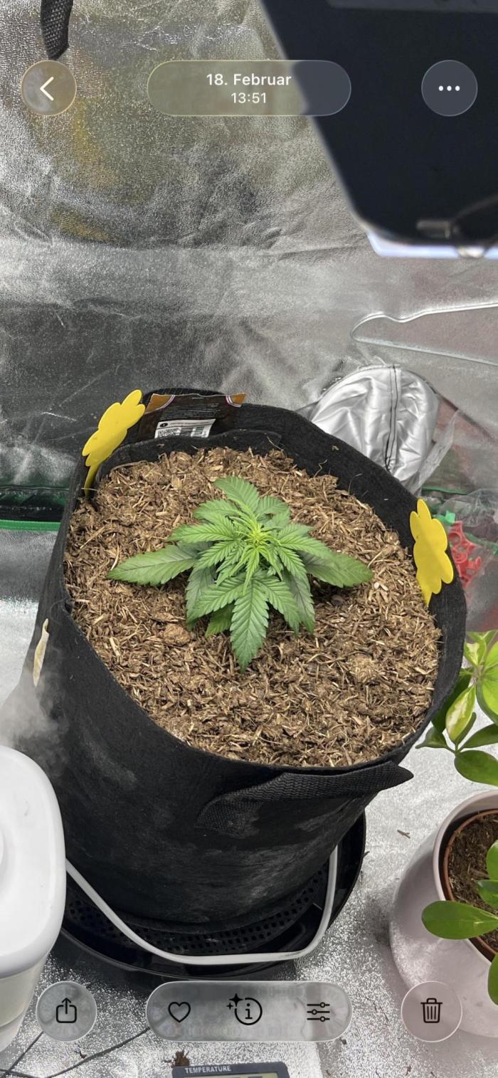Mini Plant. Week 3