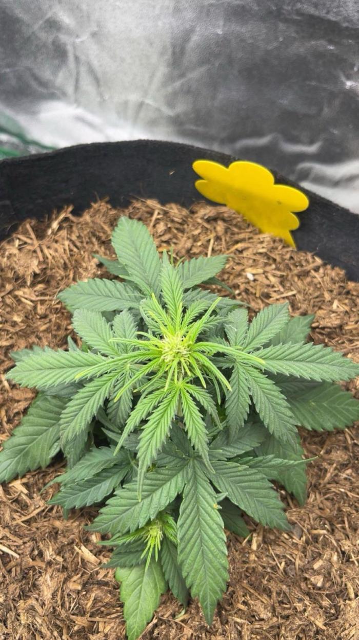 Mini Plant. Week 4