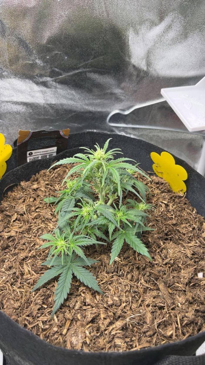 Mini Plant. Week 5