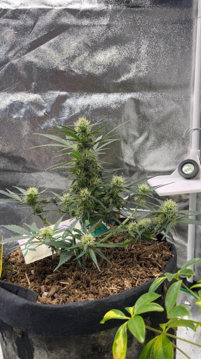 Mini Plant. Week 6
