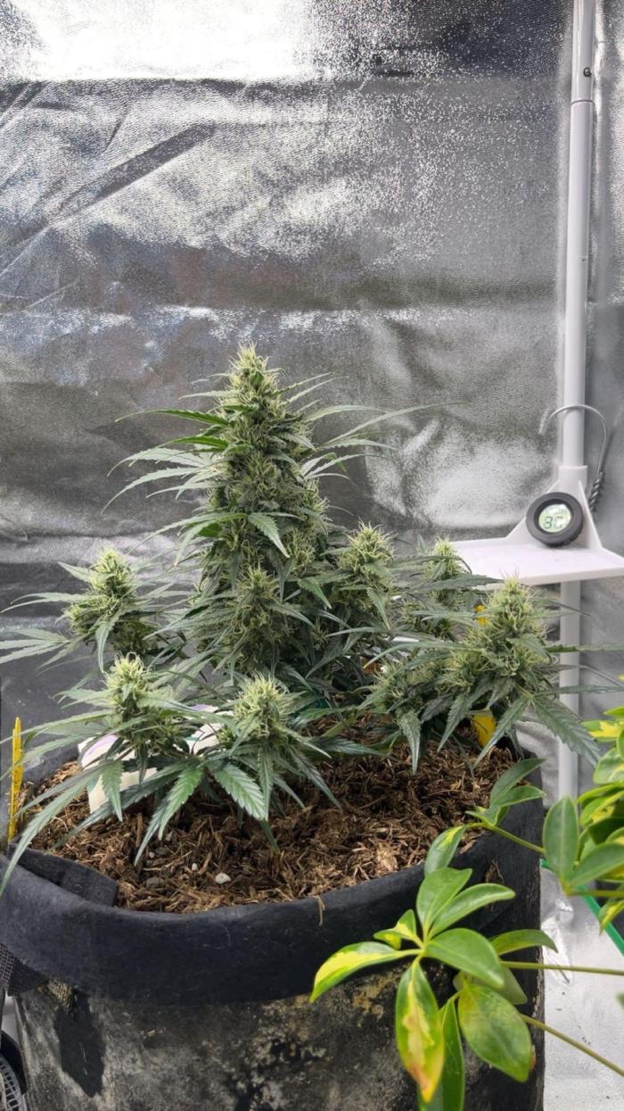 Mini Plant. Week 7