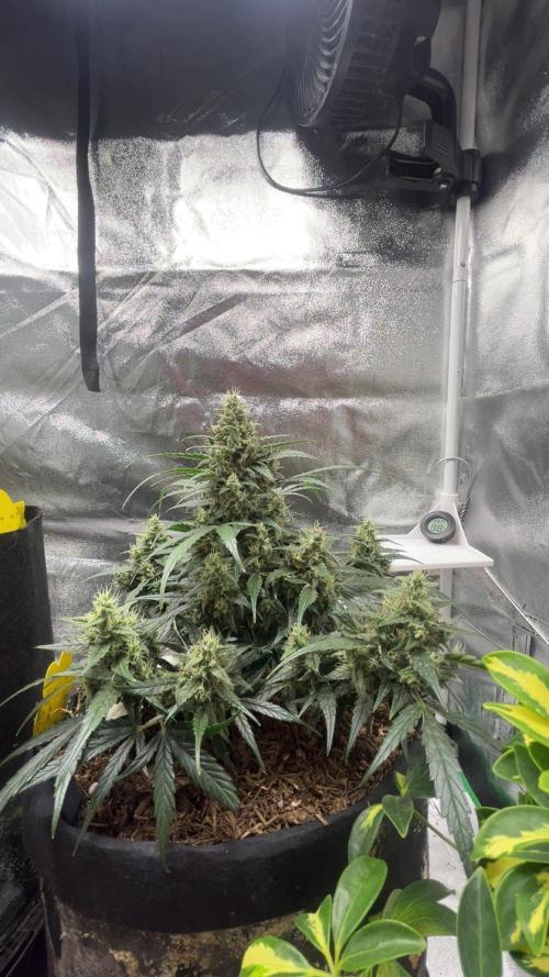 Mini Plant. Week 9 - Tag 61