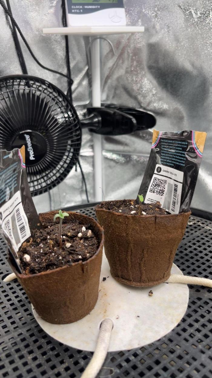 Cherry Cola Auto. Week 0 - Tag 1