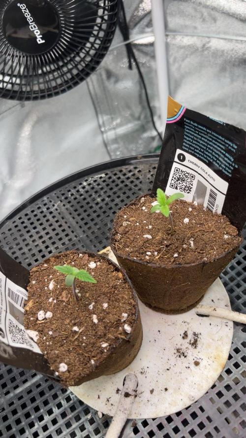Cherry Cola Auto. Week 1 - Tag 4 , umtopfen in 18L Stofftopf mit Sonnenerde Hanferde