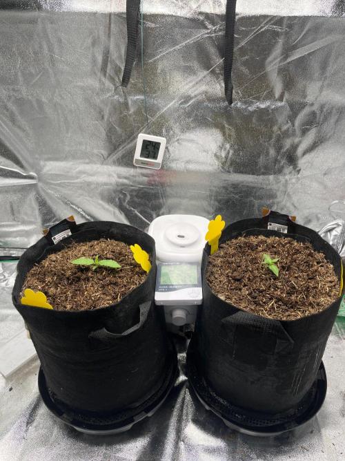 Cherry Cola Auto. Week 1 - Tag 8 
