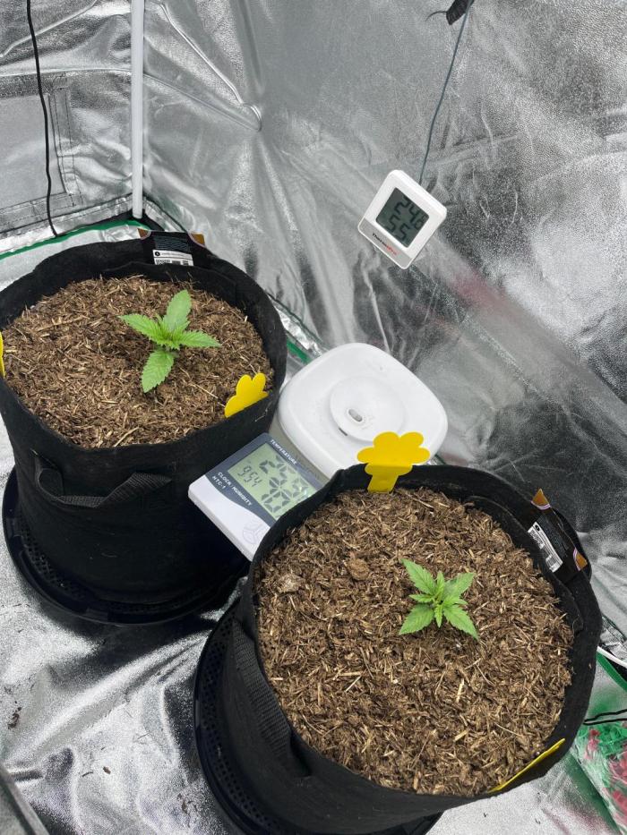 Cherry Cola Auto. Week 2 - Tag 11 