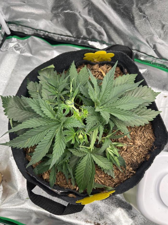 Cherry Cola Auto. Week 3 - Tag 22 