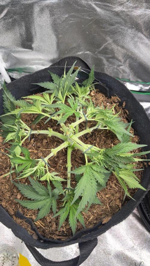 Cherry Cola Auto. Week 5 - Tag 32