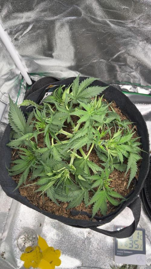 Cherry Cola Auto. Week 5 - Tag 36