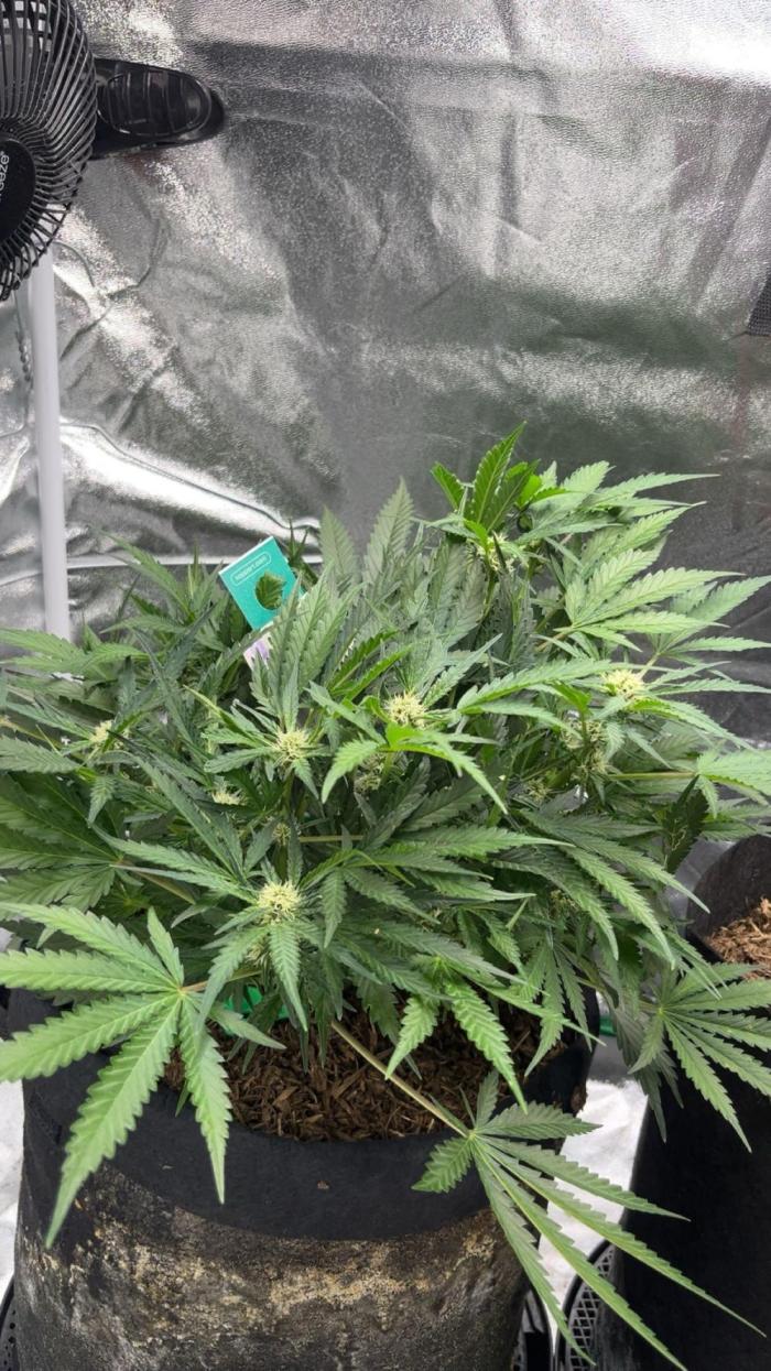 Cherry Cola Auto. Week 6 - Tag 45, Flowering und buschig wie Sau 😅