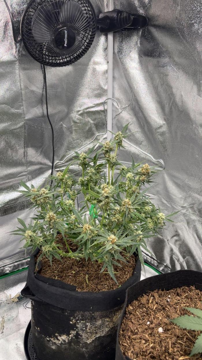 Cherry Cola Auto. Week 7 - Tag 49 , Lollipopping etwas zu hart entlaubt ?
