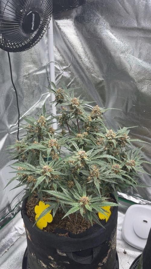 Cherry Cola Auto. Week 9 - Tag 64
