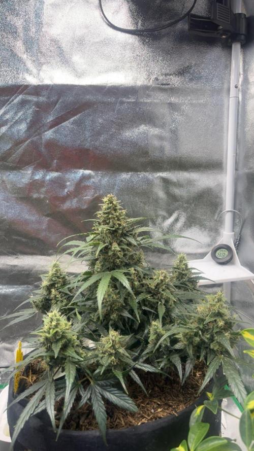 Mini Plant. Week 9