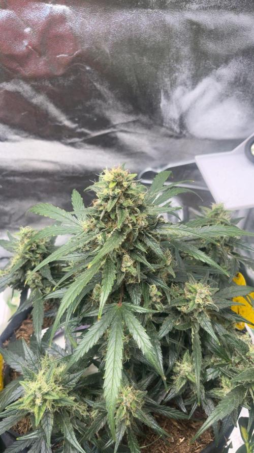 Mini Plant. Week 9