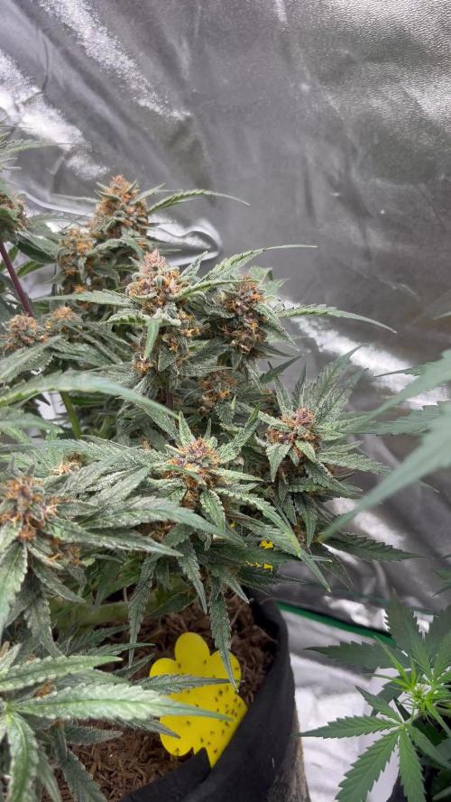 Cherry Cola Auto