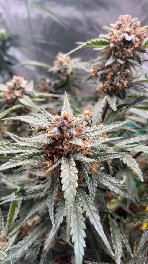 Cherry Cola Auto. Week 10 - Tag 75 