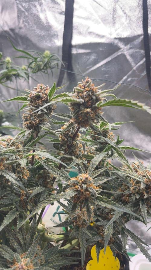 Cherry Cola Auto. Week 10 - Tag 75