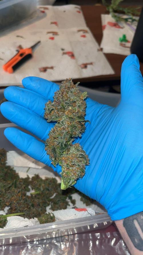 Cherry Cola Auto. Week 10 - Tag 77