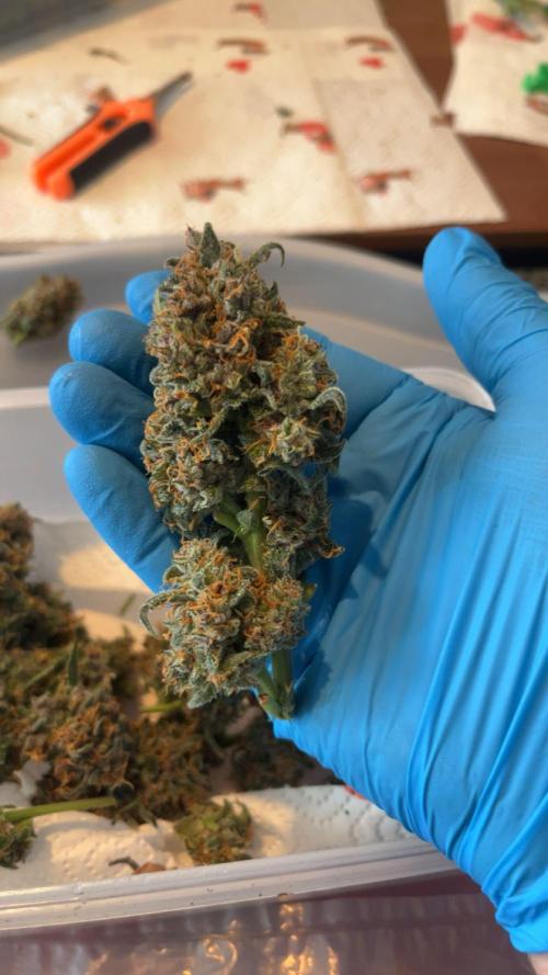 Cherry Cola Auto. Week 10 - Tag 77 