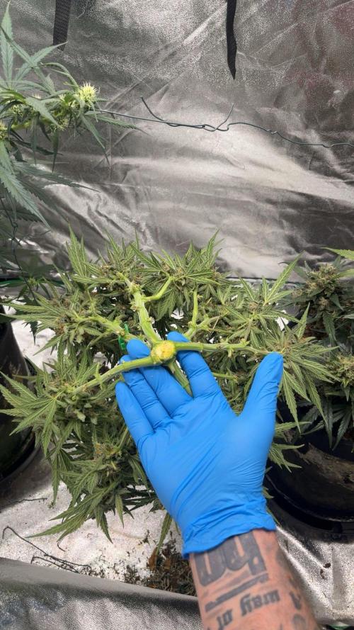Cherry Cola Auto. Week 10 - Tag 77 