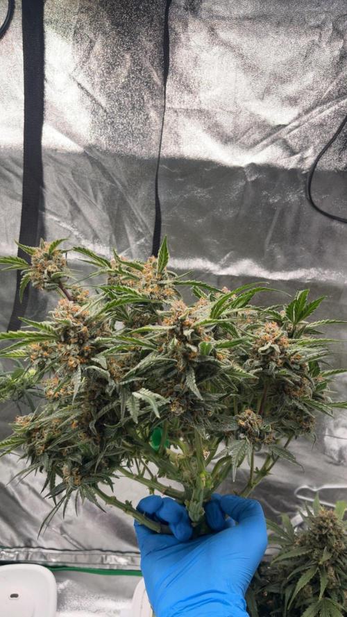 Cherry Cola Auto. Week 10 - Tag 77 