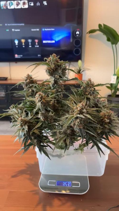 Cherry Cola Auto