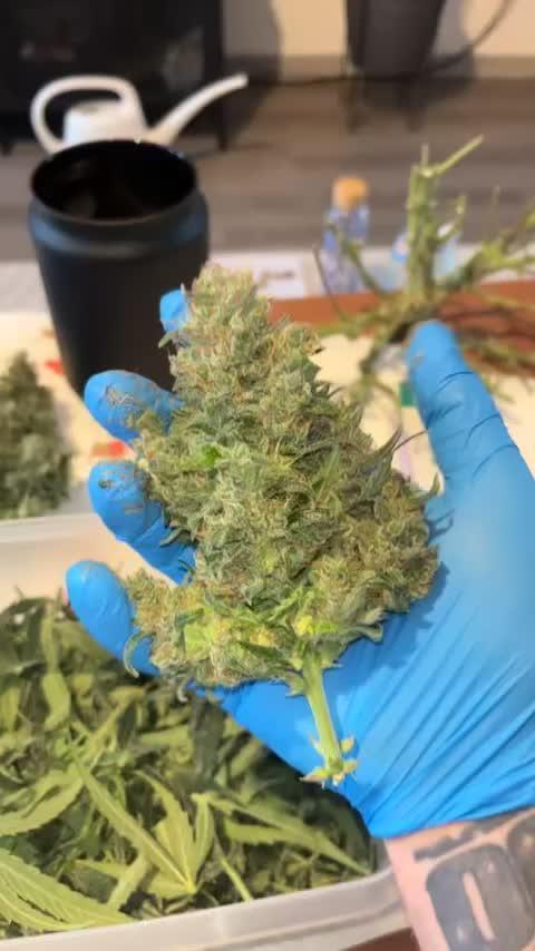 Mini Plant