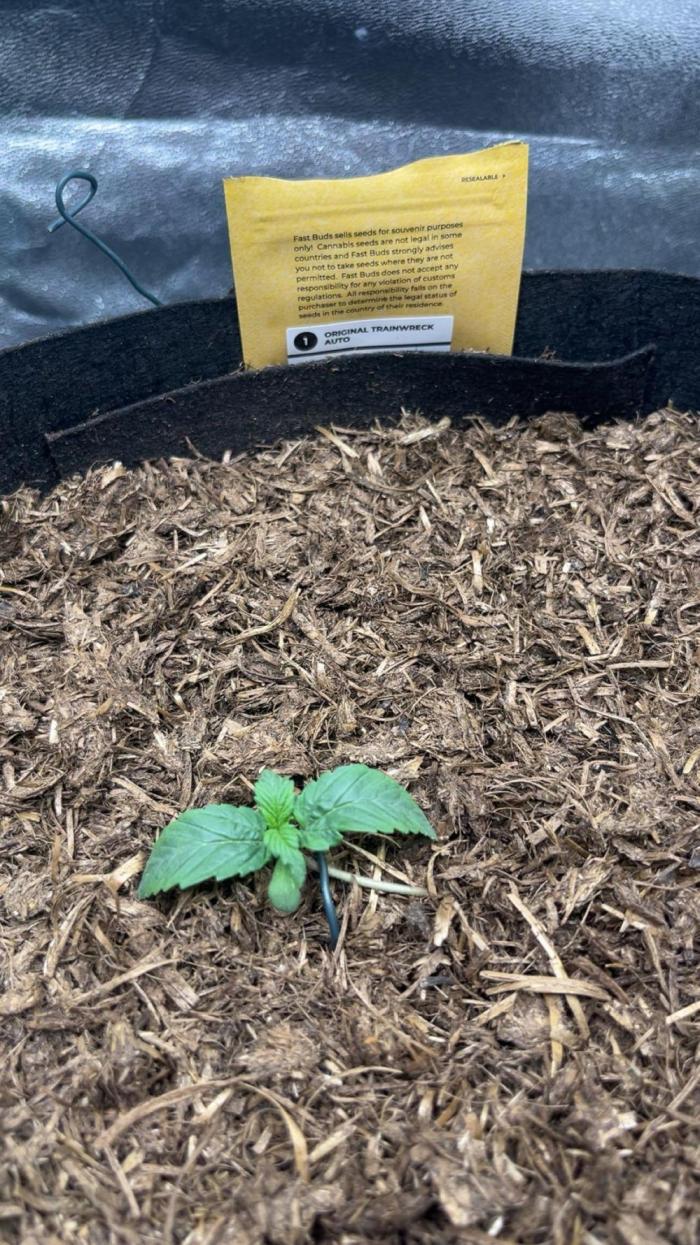 Orginal Trainwreck Auto. Week 0 - Tag 3 
