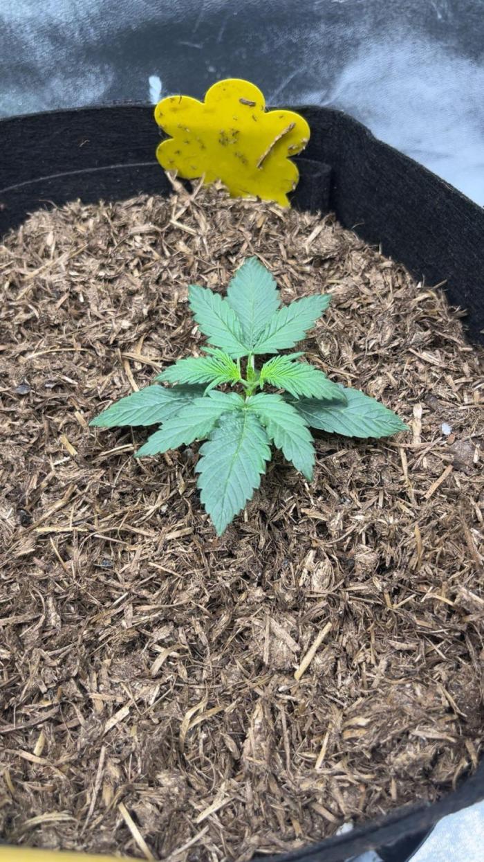 Orginal Trainwreck Auto. Week 2