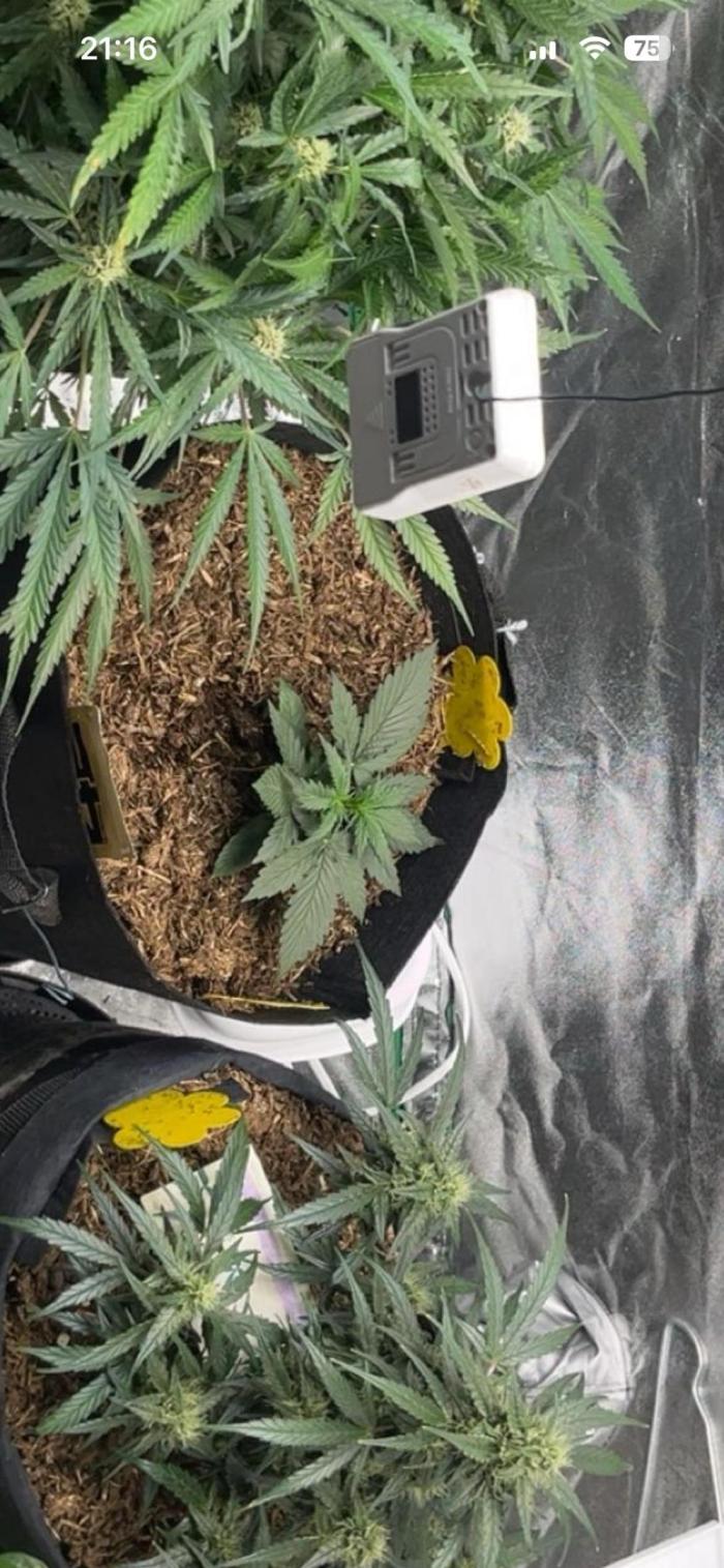 Orginal Trainwreck Auto. Week 3
