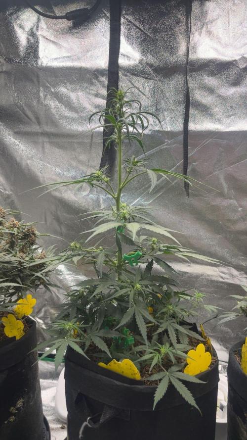 Orginal Trainwreck Auto. Week 5 - Tag 34