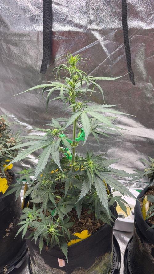 Orginal Trainwreck Auto. Week 5 - Tag 34