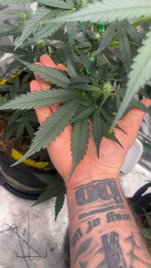 Orginal Trainwreck Auto. Week 6 - Tag 38