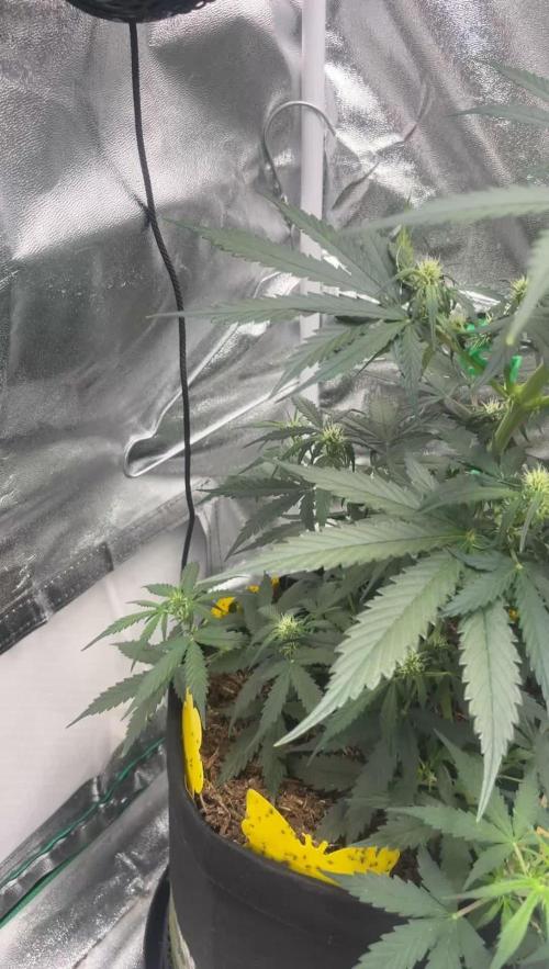 Orginal Trainwreck Auto