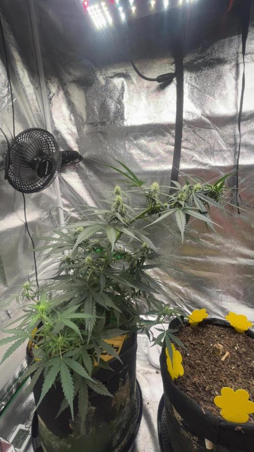 Orginal Trainwreck Auto. Week 7 - Tag 49
