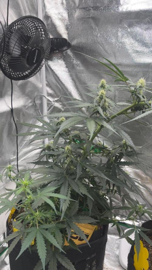 Orginal Trainwreck Auto. Week 7 - Tag 49