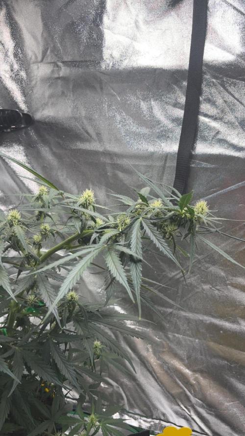 Orginal Trainwreck Auto. Week 7 - Tag 49