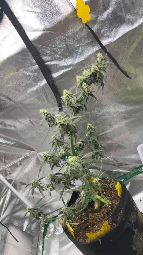 Orginal Trainwreck Auto