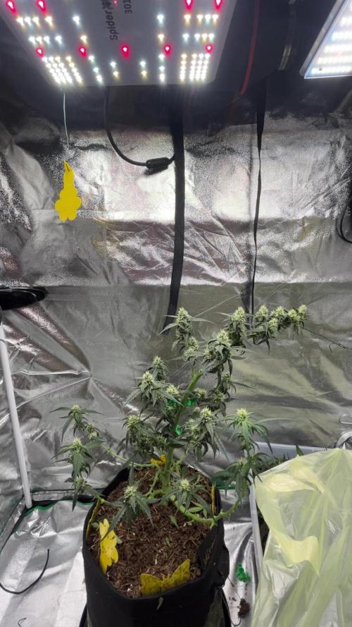 Orginal Trainwreck Auto. Week 8 - Tag 56 Blütetag 22