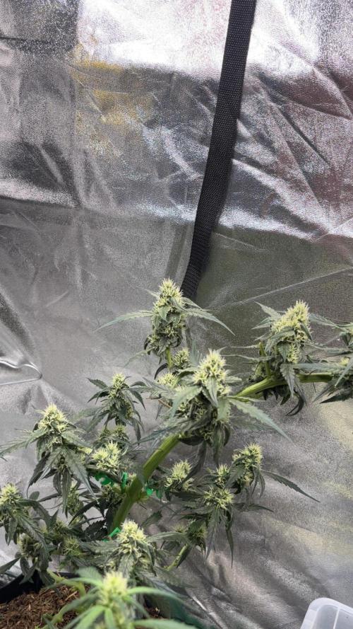 Orginal Trainwreck Auto. Week 8 - Tag 56 Blütetag 22